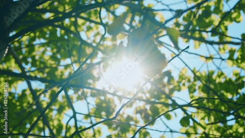 Sun Glare. Sun Shines Through Foliage. Tree Leaves With Sunlight. Looking Up At Sunbeams In Forest. Nature Green Wood Sunlight Backgrounds.
