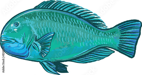 Australian parrot fish isolated on a white background