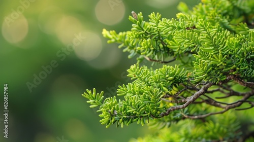 Detailed view of a branch of a green juniper tree
