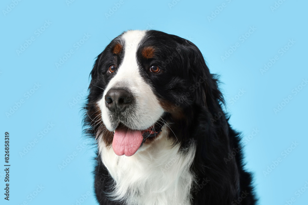 Cute Bernese mountain dog on blue background, closeup Cute Bernese mountain dog on blue background, closeup
