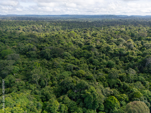 Aerial view of the vast canopy of pristine amazon rainforest in the nature reserve Amazon National Park