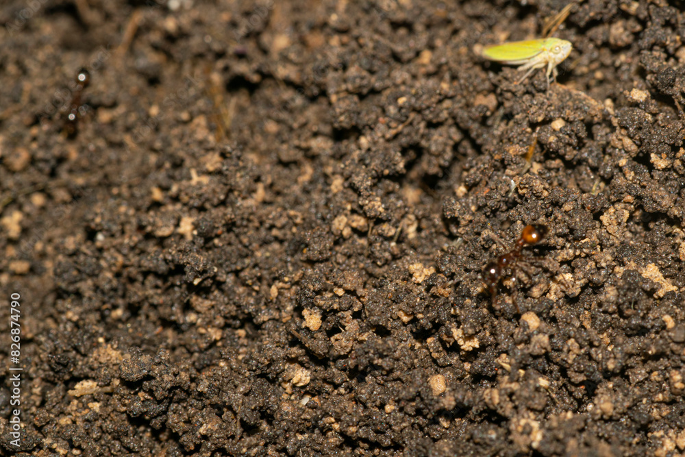 Anthill Argentinian ants in the yard Anthill Argentinian ants in the yard
