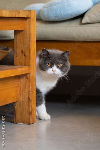 The British Shorthair hides behind the table and watches