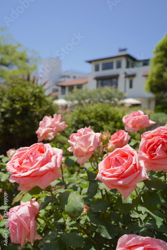 日本の横浜の港の見える丘公園のバラの花など