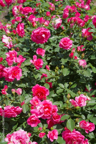 日本の横浜の港の見える丘公園のバラの花など