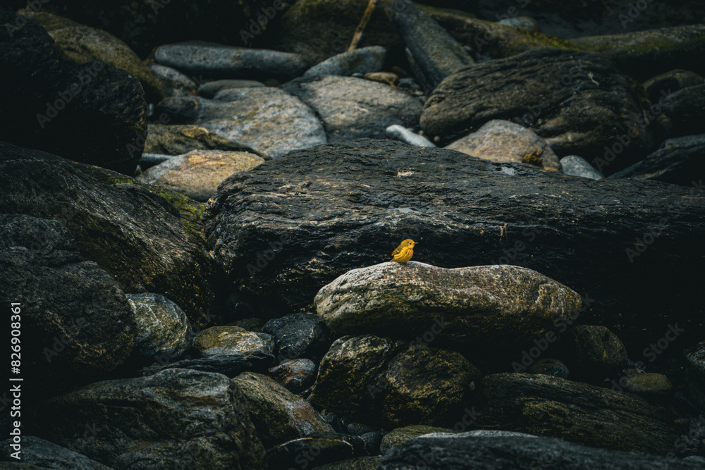 Yellow Warbler on rocks