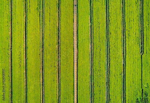 Wallpaper Mural Aerial view of rice field in Xiaozhan Town, Tianjin Torontodigital.ca