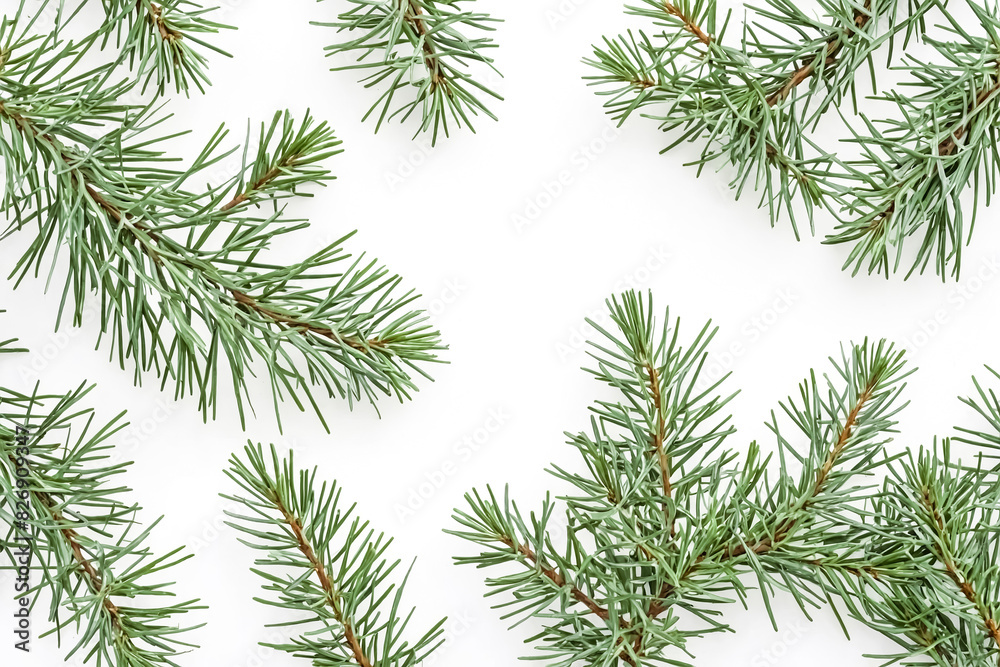 Green Pine Branches Isolated On White Background Green Pine Branches Isolated On White Background