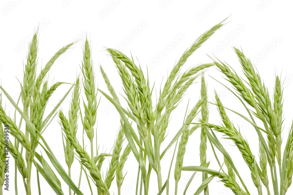 Fototapeta premium Green Wheat Sprouts on White Background 