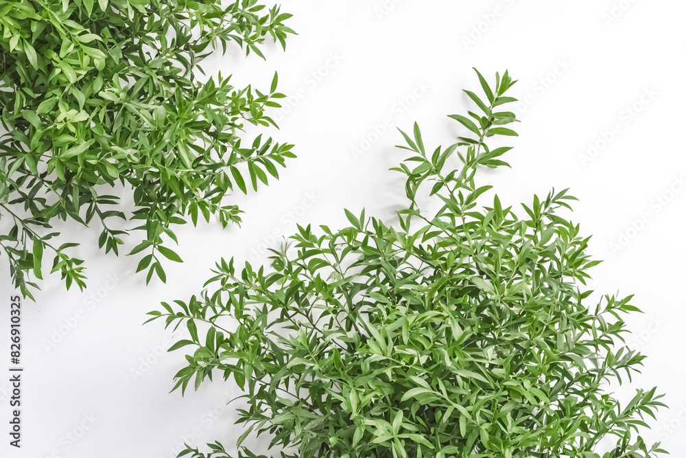 Close up of green leaves on a white background. The leaves are arranged in a random pattern, creating a natural and organic look. Close up of green leaves on a white background. The leaves are arranged in a random pattern, creating a natural and organic look.