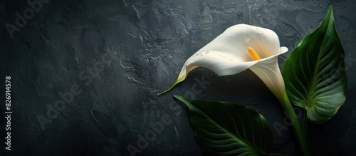 Deepest sympathy card with calla flower photo