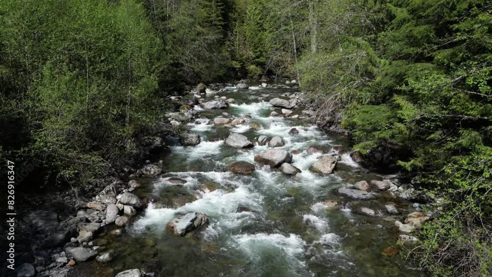 Scenic River surrounded by Trees in the Fraser Valley. Rocks, White Water. Spring Season. British Columbia, Canada. Scenic River surrounded by Trees in the Fraser Valley. Rocks, White Water. Spring Season. British Columbia, Canada.