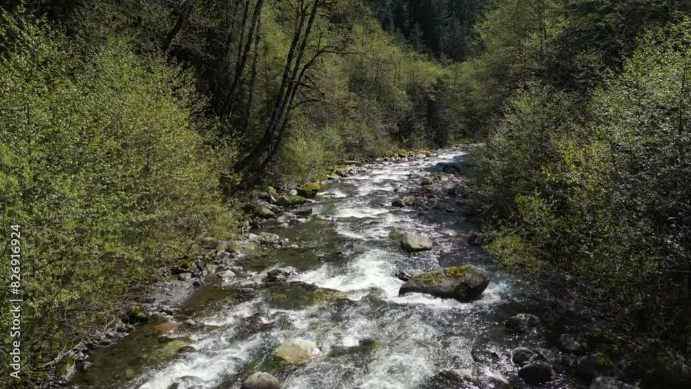 Scenic River surrounded by Trees in the Fraser Valley. Rocks, White Water. Spring Season. British Columbia, Canada. Scenic River surrounded by Trees in the Fraser Valley. Rocks, White Water. Spring Season. British Columbia, Canada.
