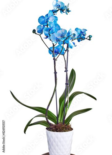 A blue watercolor orchid in a ceramic pot