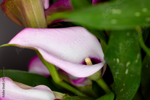 Close up of a Pink Calla Lily flower