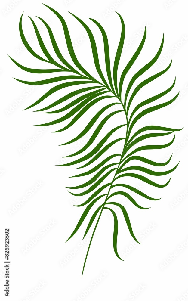 Summer palm leaves illustration
