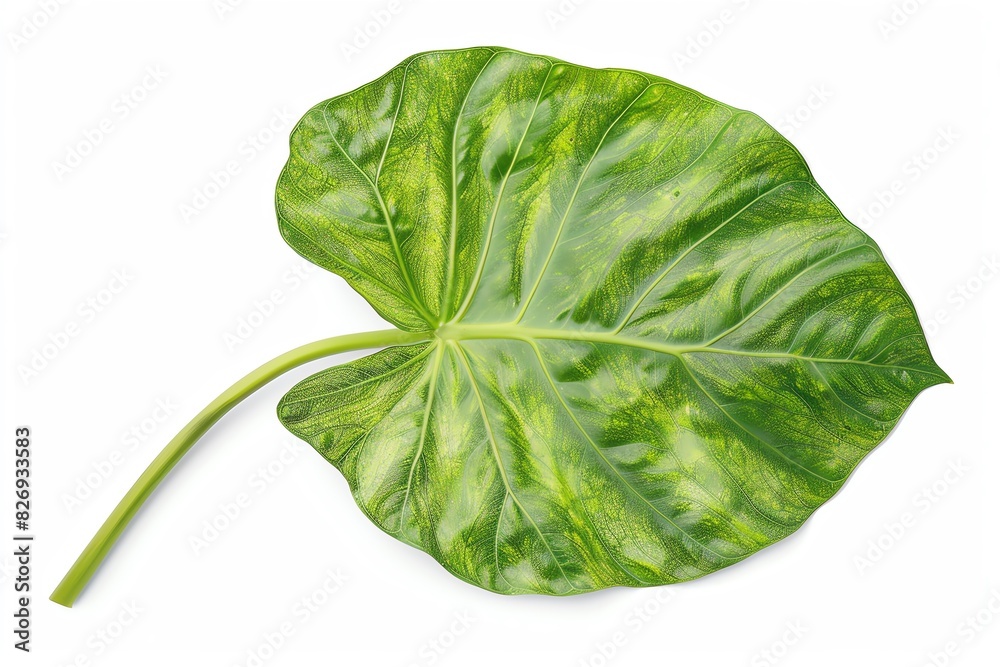 Alocasia leaf isolated on white background. Alocasia leaf isolated on white background.
