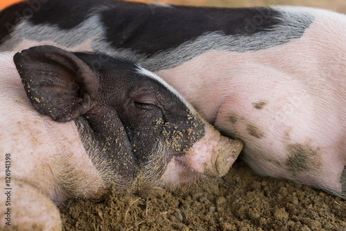 Pig on the farm sleep on the ground very happy.