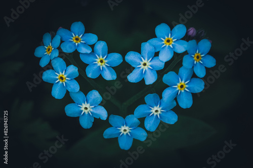 Beautiful blue forget-me-not flower in the shape of a heart on a dark green background