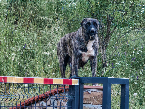 Home Guardian. The Majestic Dark Dog, at gate  standing,  on the stone Wall Against a Verdant Backdrop. photo