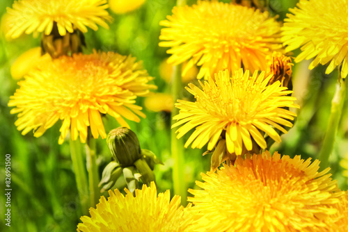 Yellow dandelion flowers background on a field in the grass