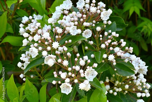 Calmia latifolia (Mountain laurel) flowers. Ericaceae evergreen shrub.Blooms pretty flowers in early summer, but the leaves are poisonous. photo