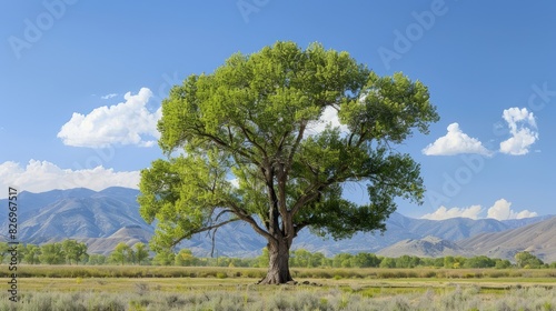 Tree type within the poplar family known as Eastern Cottonwood