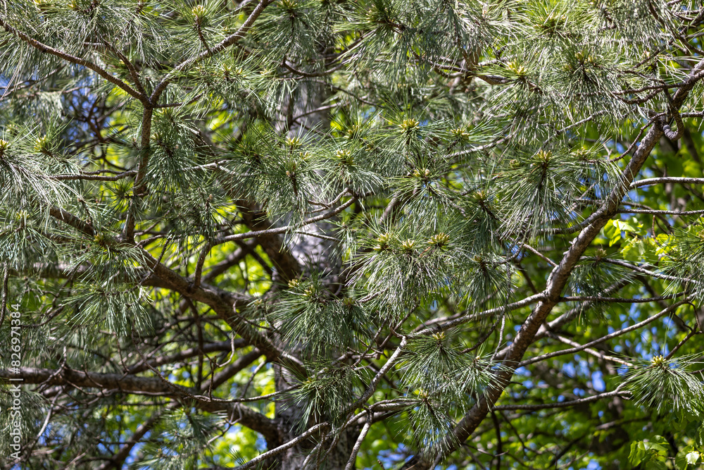 Full frame abstract texture background of an Austrian pine tree (pinus nigra) with long needles in sunlight. Also known as a black pine. Full frame abstract texture background of an Austrian pine tree (pinus nigra) with long needles in sunlight. Also known as a black pine.