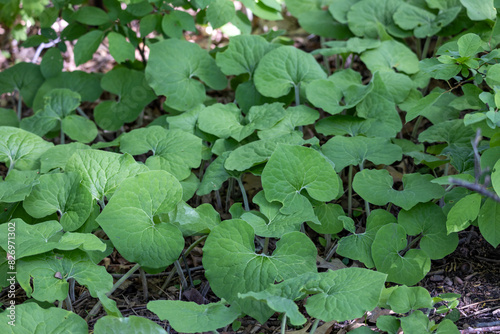 Abstract textured background of Canadian wild ginger (asarum canadense), a woodland perennial plant growing under dappled sunlight