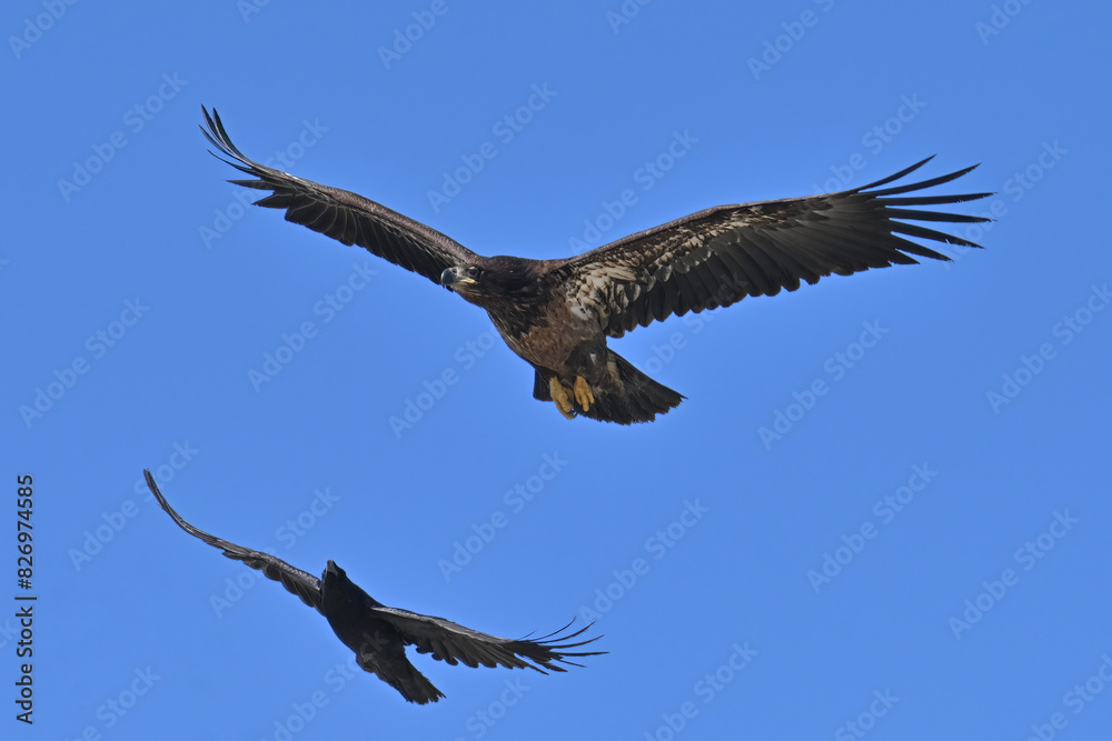 Fototapeta premium A common raven chases and harasses a juvenile bald eagle in the skies over Alaska.