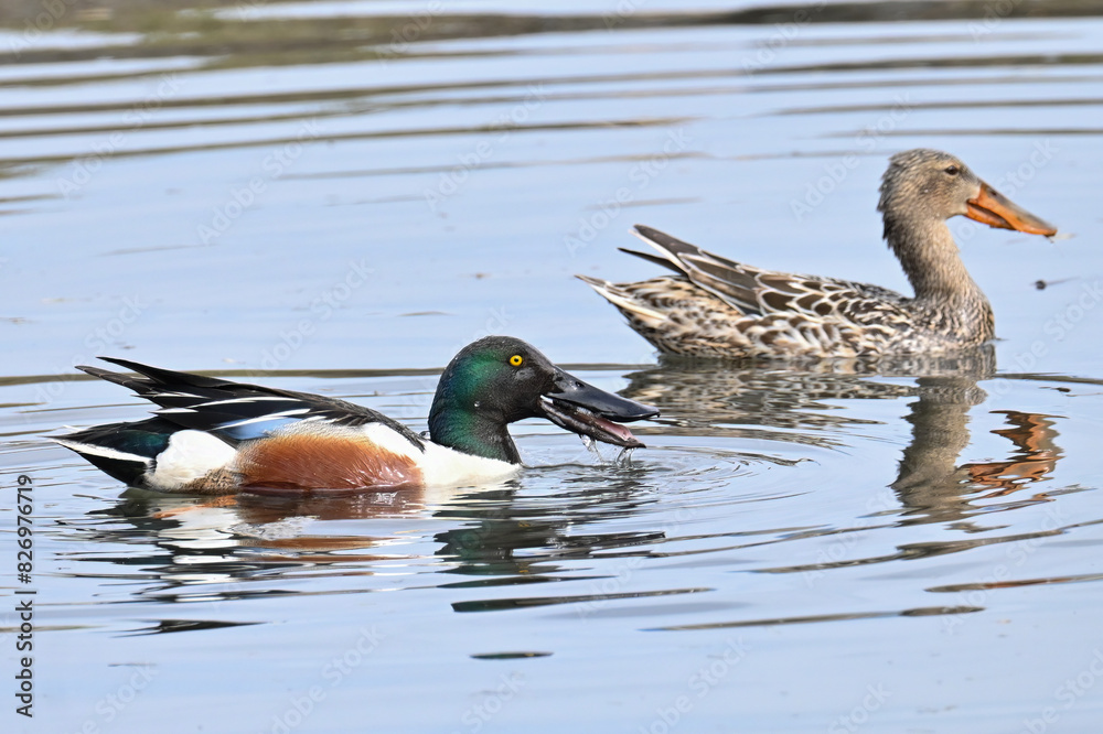 Obraz premium A pair of Northern Shovelers (Spatula clypeata) foraging on Reflections Lake, Alaska, during their annual migration from the southern United States and Mexico.