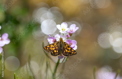 Butterfly with yellow spots on pink flower and bokeh in the background, Chequered Skipper, Carterocephalus palaemon photo