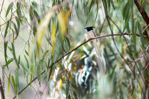 The Indian paradise flycatcher with juveniles in the nest, The Indian paradise flycatcher is a medium-sized passerine bird native to Asia, where it is widely distributed photo