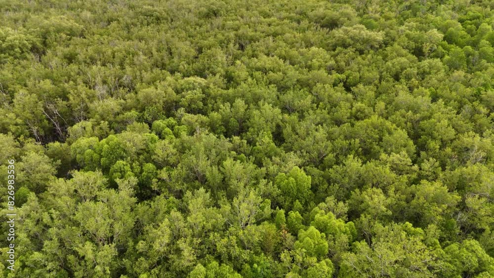 aerial top down view of a green forest, drone view, natural green background aerial top down view of a green forest, drone view, natural green background