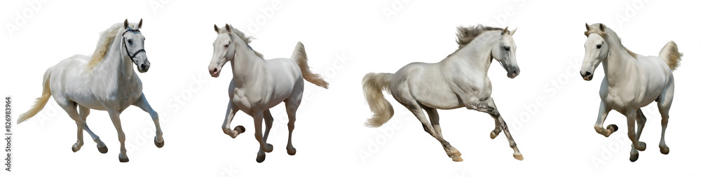 White horses, running horses. PNG file. Mockup template for artwork graphic design White horses, running horses. PNG file. Mockup template for artwork graphic design