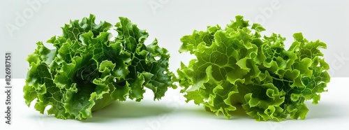 Two fresh heads of green leaf lettuce on display