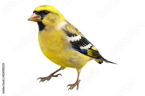 American goldfinch isolated on white background