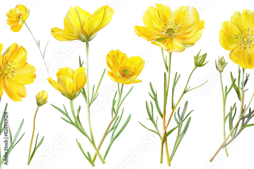 Set of isolated small yellow flowers. Isolated. On a white background