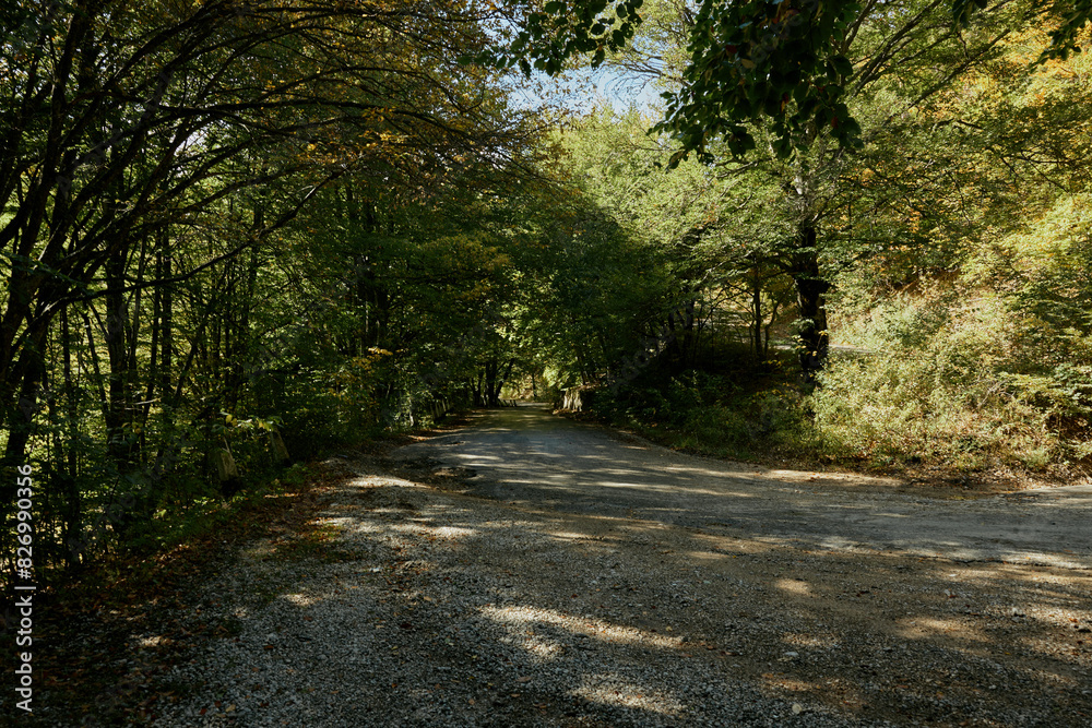 Tranquil dirt road through serene forest on a sunny day creating peaceful travel atmosphere Tranquil dirt road through serene forest on a sunny day creating peaceful travel atmosphere