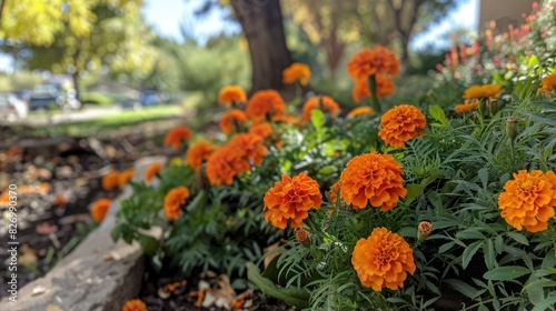 Orange flowers on marigolds blooming during the fall