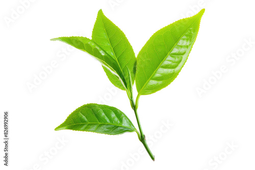 Green tea leaves isolated on white background