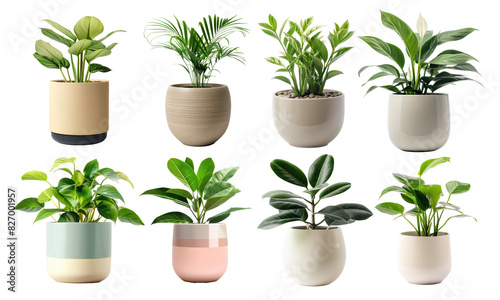 collection of potted indoor green plant on transparent background
