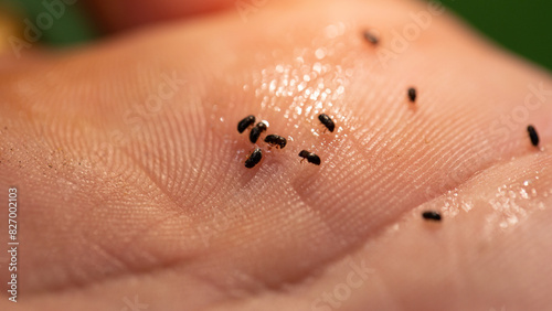 Cuadro en lienzo black twig borer, black coffee borer, black coffee twig borer, and tea stem bore