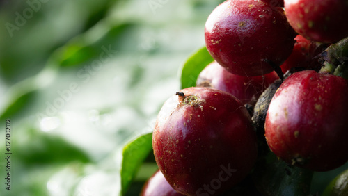 Obraz na plátně Red coffee beans that are pierced with black twig borer, black coffee borer, bla