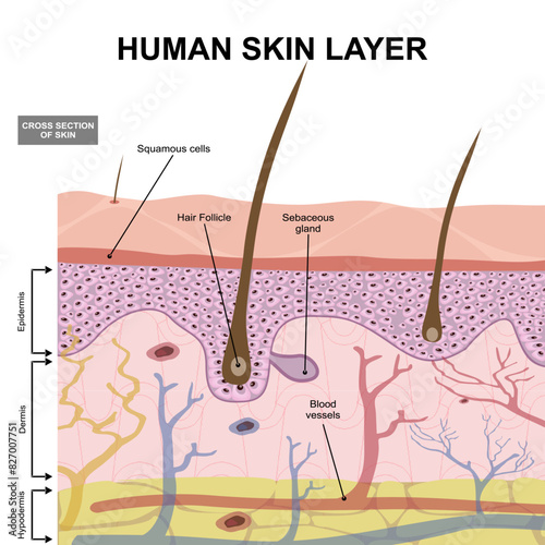 Human Skin Layer C-Section Illustration