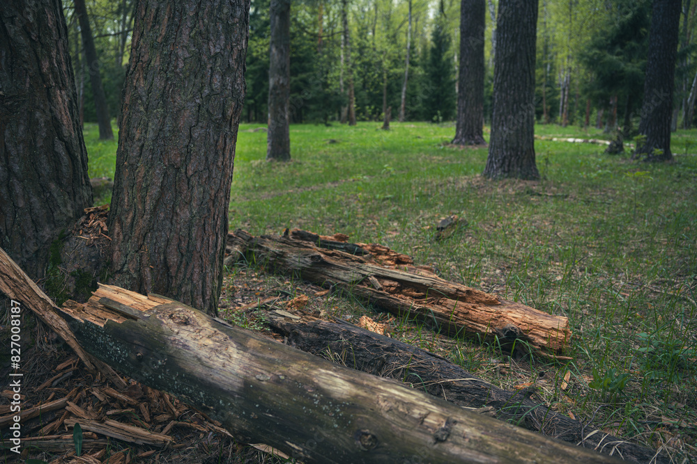 A beautiful spring forest in the sunset A beautiful spring forest in the sunset