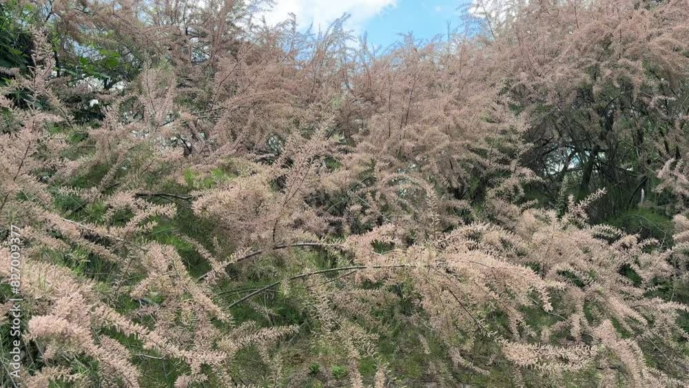 Tamarix Parviflora shrub twigs are covered in tiny linear leaves. The inflorescence is a dense spike with pale pink flowers. Tamarix Parviflora shrub twigs are covered in tiny linear leaves. The inflorescence is a dense spike with pale pink flowers.