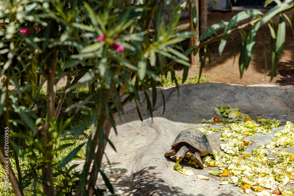 Tortoise Feeding in the Garden Tortoise Feeding in the Garden