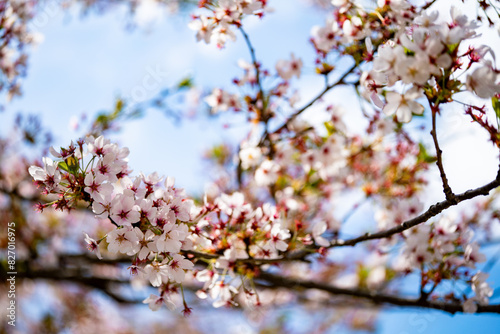 シーズン終盤の桜