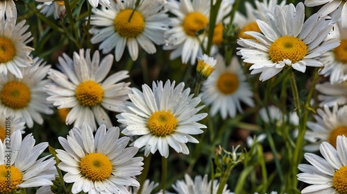 daisies in a garden